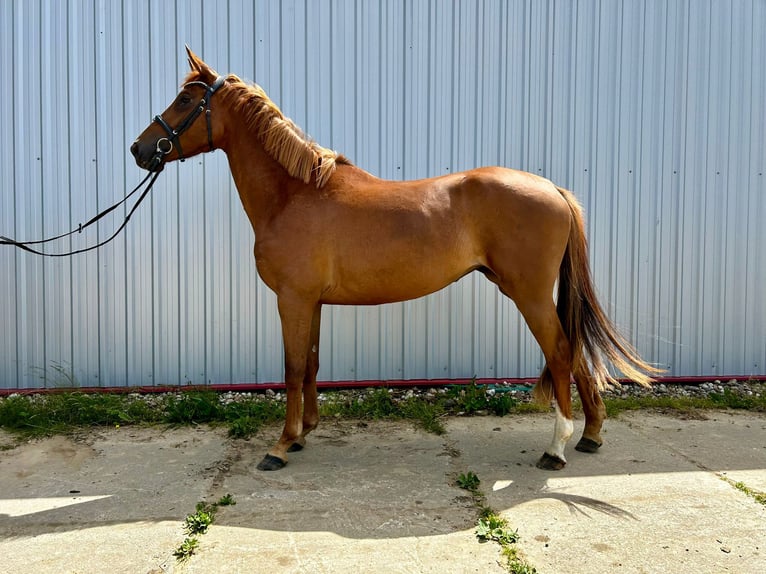 Oldenburgo Yegua 3 años 167 cm Alazán in Majewo