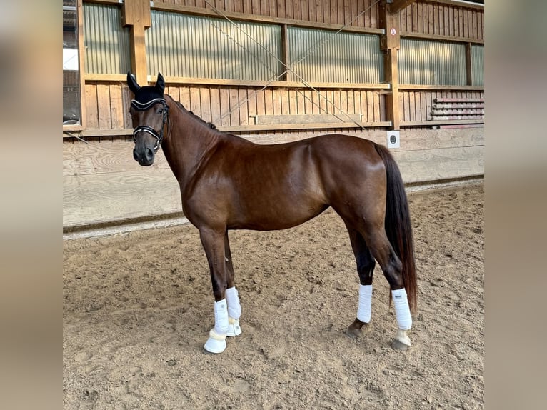 Oldenburgo Yegua 3 años 167 cm Alazán-tostado in Pfullingen