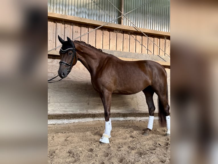Oldenburgo Yegua 3 años 167 cm Alazán-tostado in Pfullingen