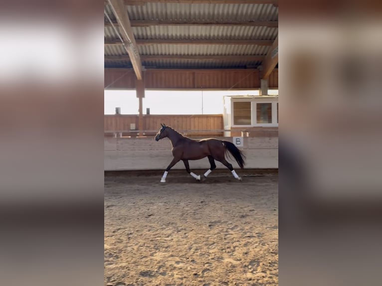 Oldenburgo Yegua 3 años 167 cm Alazán-tostado in Pfullingen
