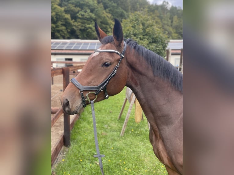 Oldenburgo Yegua 3 años 167 cm Castaño in Schenklengsfeld