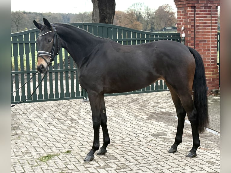 Oldenburgo Yegua 3 años 167 cm Castaño oscuro in Visbek