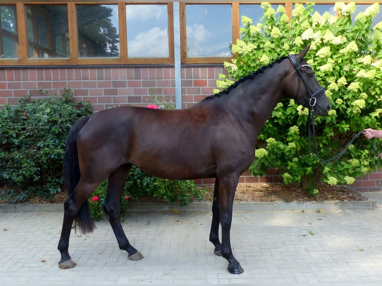 Oldenburgo Yegua 3 años 167 cm Negro in Drantum