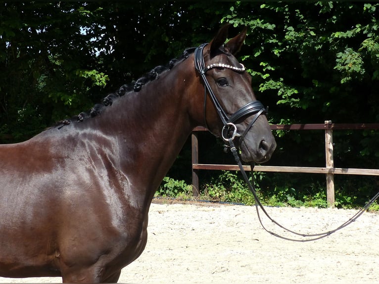 Oldenburgo Yegua 3 años 167 cm Negro in Drantum