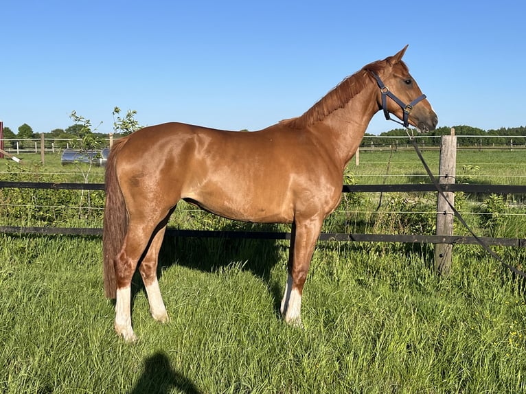 Oldenburgo Yegua 3 años 168 cm Alazán in Werlte