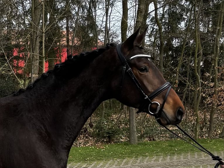 Oldenburgo Yegua 3 años 168 cm Castaño in Bohmte