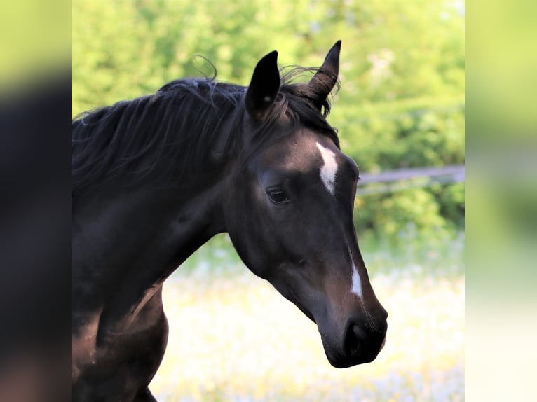 Oldenburgo Yegua 3 años 168 cm Castaño oscuro in Amstetten