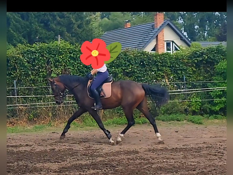 Oldenburgo Yegua 3 años 168 cm Castaño oscuro in Potsdam OT Satzkorn