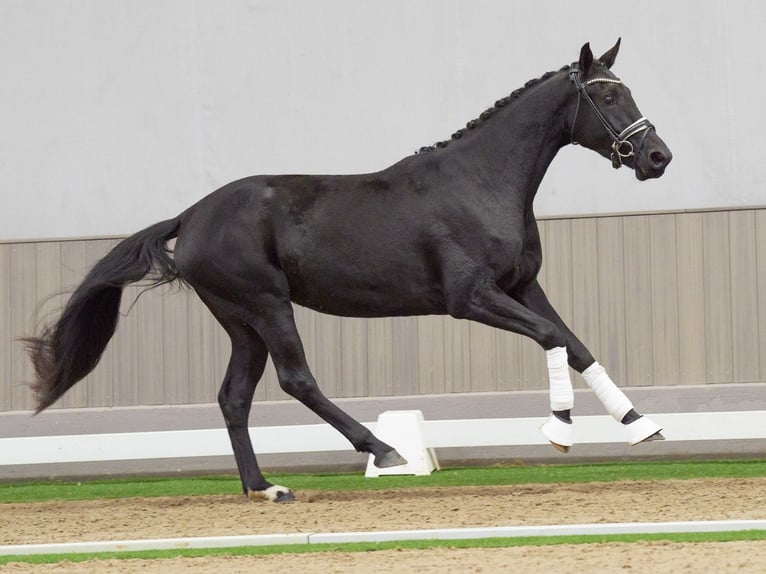 Oldenburgo Yegua 3 años 168 cm Morcillo in Münster