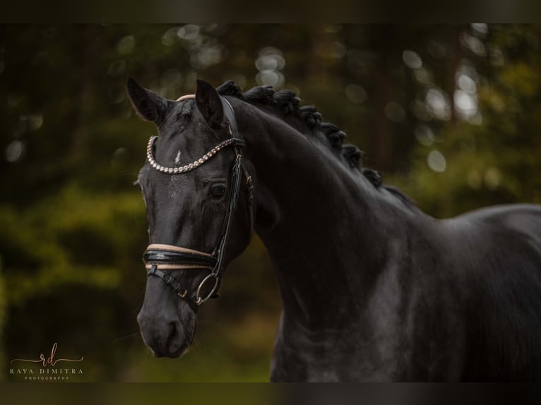 Oldenburgo Yegua 3 años 168 cm Negro in Wehringen