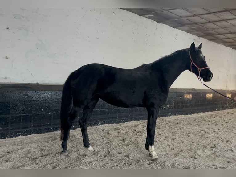 Oldenburgo Yegua 3 años 168 cm Negro in Gremersdorf