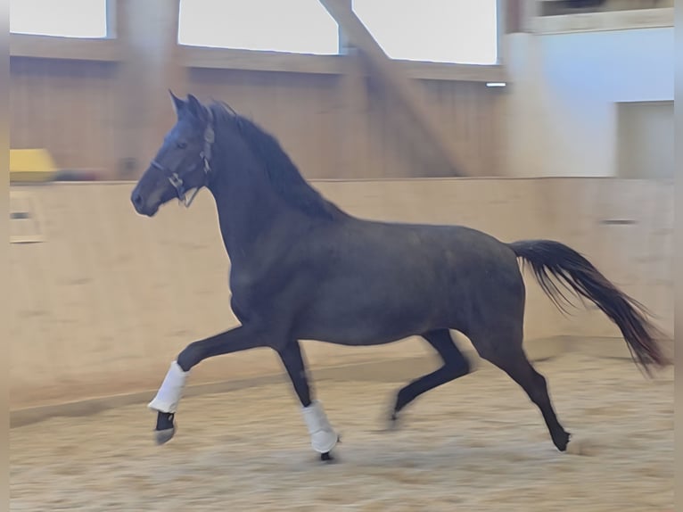 Oldenburgo Yegua 3 años 168 cm Negro in Wolfsbach
