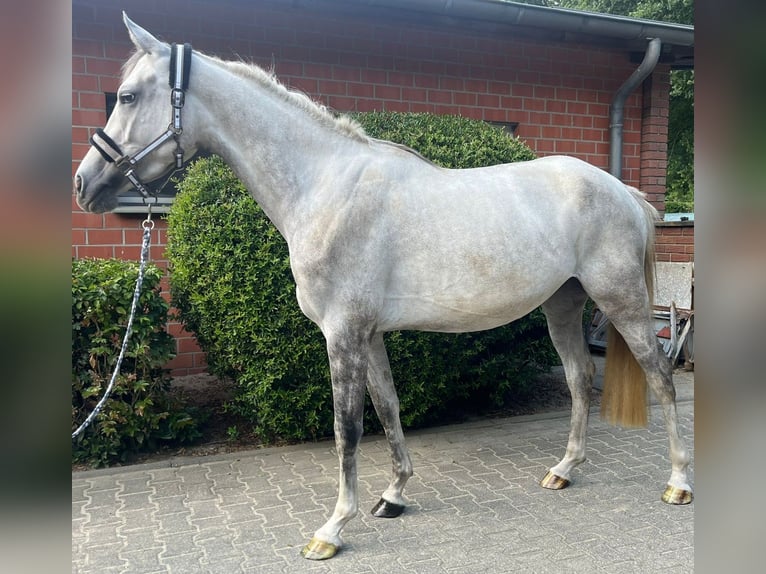 Oldenburgo Yegua 3 años 168 cm Tordo in Oer-Erkenschwick