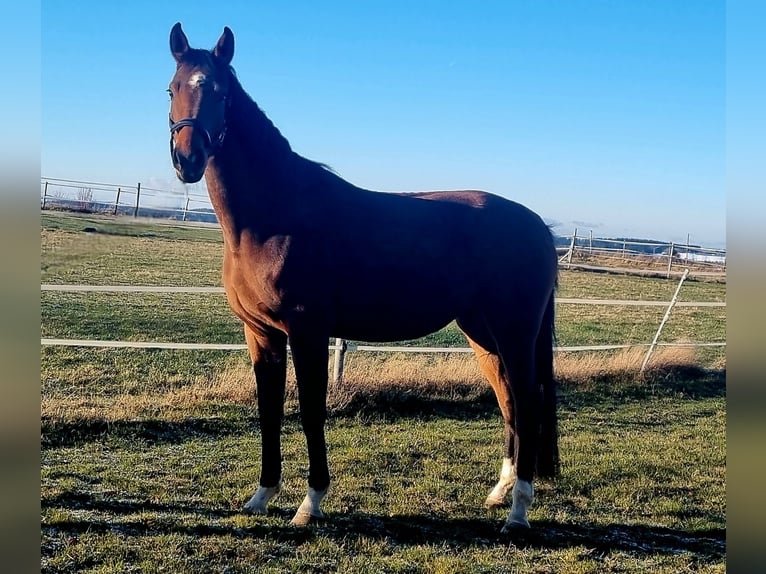 Oldenburgo Yegua 3 años 169 cm Castaño in Rehau