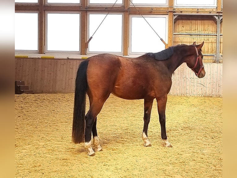 Oldenburgo Yegua 3 años 169 cm Castaño in Rehau
