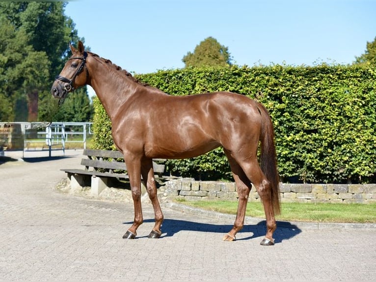 Oldenburgo Yegua 3 años 170 cm Alazán in Visbek