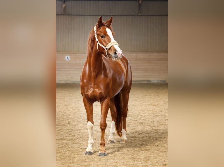 Oldenburgo Yegua 3 años 170 cm Alazán-tostado in Mainz