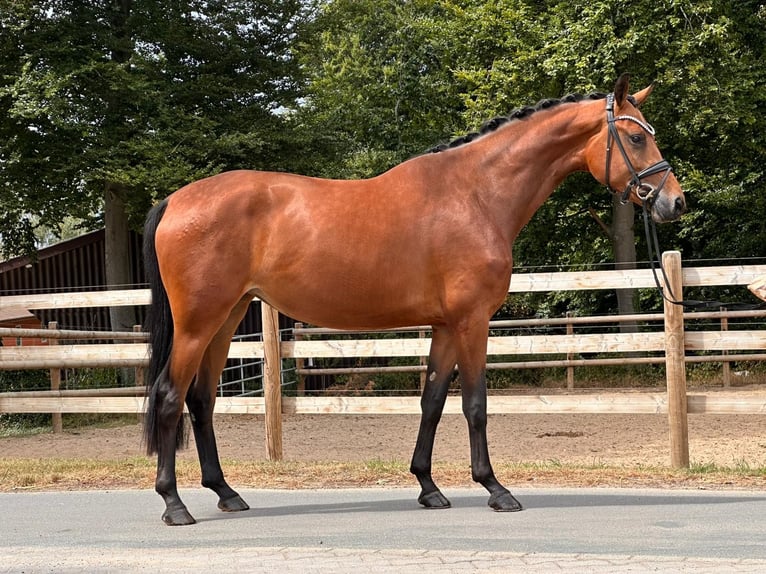 Oldenburgo Yegua 3 años 170 cm Castaño in Neuenkirchen-V&#xF6;rden