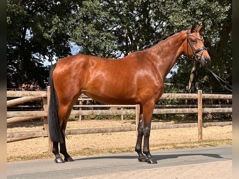 Oldenburgo Yegua 3 años 170 cm Castaño in Neuenkirchen-V&#xF6;rden