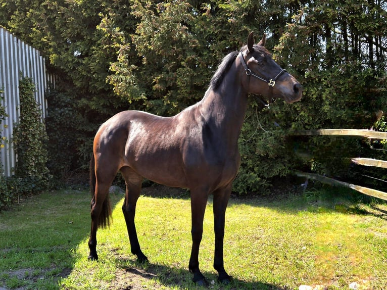 Oldenburgo Yegua 3 años 170 cm Morcillo in Apen