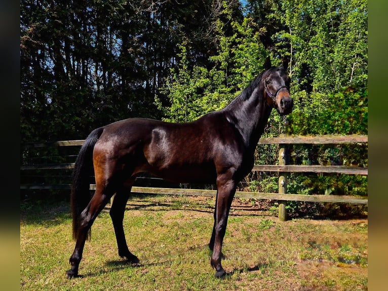 Oldenburgo Yegua 3 años 170 cm Morcillo in Apen