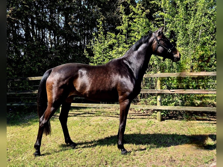 Oldenburgo Yegua 3 años 170 cm Morcillo in Apen