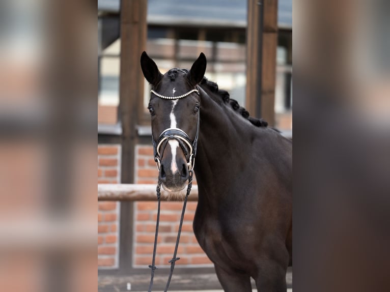 Oldenburgo Yegua 3 años 170 cm Morcillo in Heidesheim am Rhein