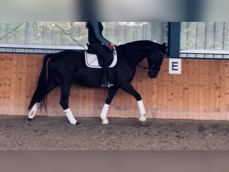 Oldenburgo Yegua 3 años 170 cm Negro in Hildesheim