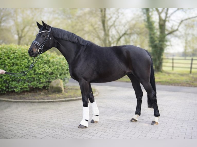 Oldenburgo Yegua 3 años 170 cm Negro in Fürstenau