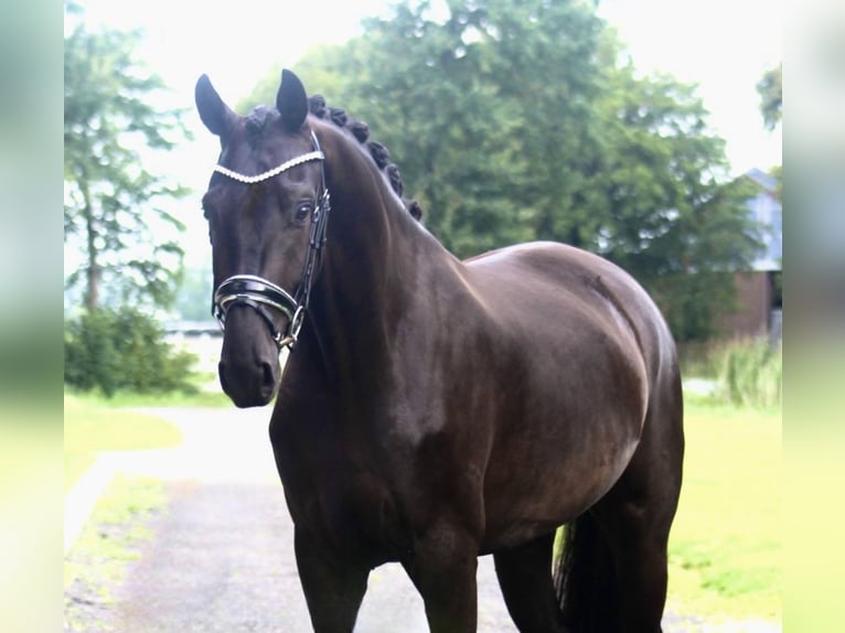 Oldenburgo Yegua 3 años 170 cm Negro in Berne