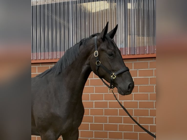 Oldenburgo Yegua 3 años 172 cm Negro in Barver