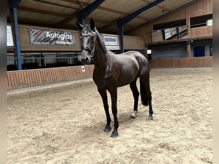 Oldenburgo Yegua 3 años 175 cm Morcillo in Neuenkirchen-V&#xF6;rden