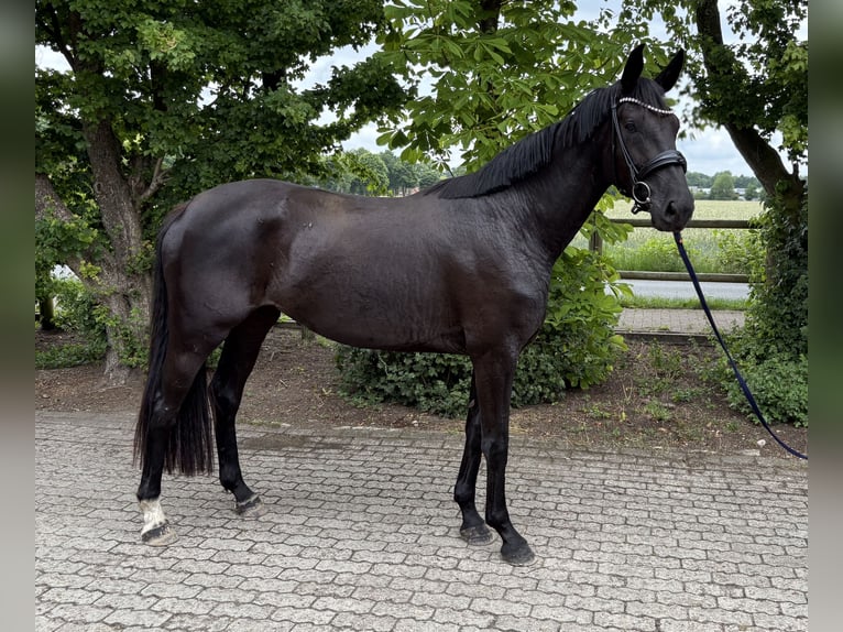 Oldenburgo Yegua 3 años 175 cm Morcillo in Neuenkirchen-V&#xF6;rden