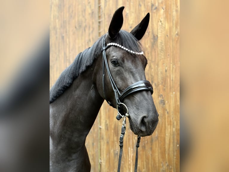 Oldenburgo Yegua 3 años 175 cm Morcillo in Neuenkirchen-V&#xF6;rden