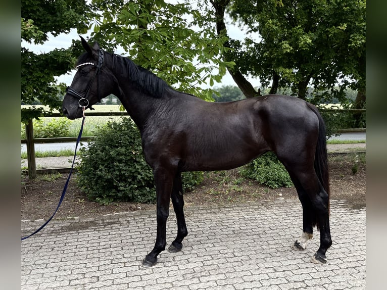 Oldenburgo Yegua 3 años 175 cm Morcillo in Neuenkirchen-V&#xF6;rden
