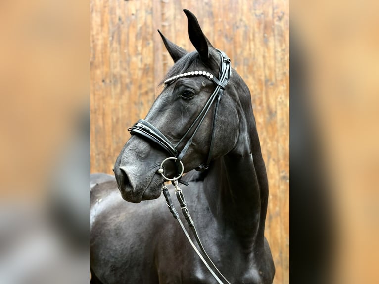 Oldenburgo Yegua 3 años 175 cm Morcillo in Neuenkirchen-V&#xF6;rden