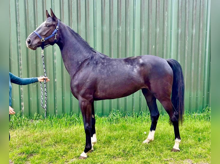 Oldenburgo Yegua 3 años 175 cm Negro in Sande