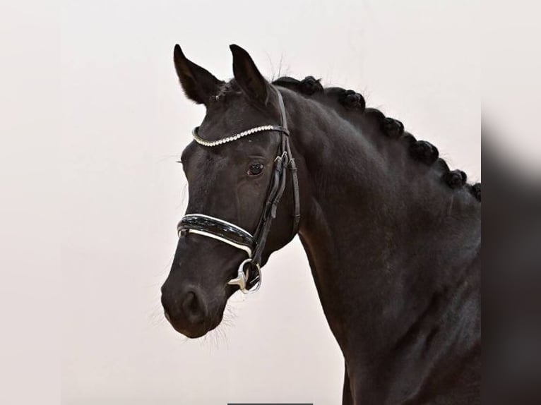 Oldenburgo Yegua 3 años 175 cm Negro in Vechta