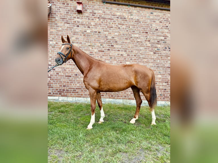 Oldenburgo Yegua 4 años 158 cm Alazán in Harsewinkel