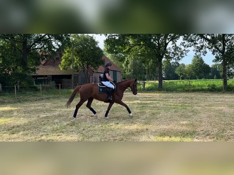 Oldenburgo Yegua 4 años 158 cm Alazán in Harsewinkel