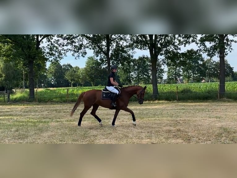 Oldenburgo Yegua 4 años 158 cm Alazán in Harsewinkel