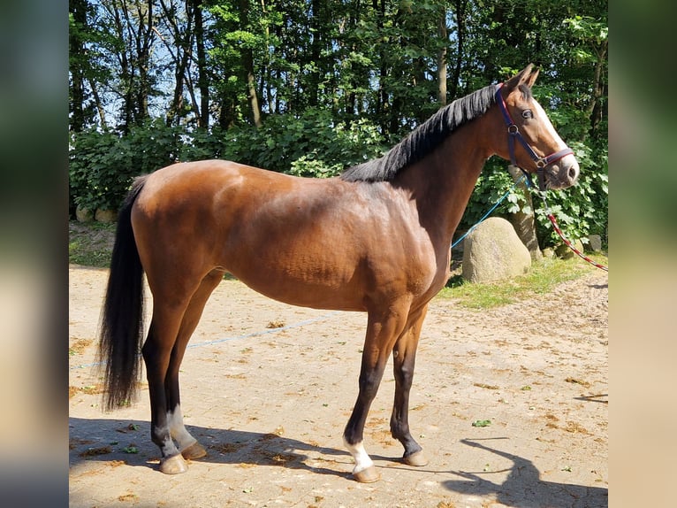 Oldenburgo Yegua 4 años 160 cm Castaño in Lindern (Oldenburg)