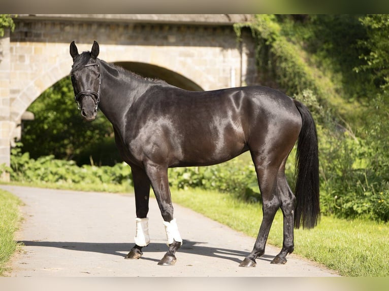 Oldenburgo Yegua 4 años 161 cm Negro in Lemgo