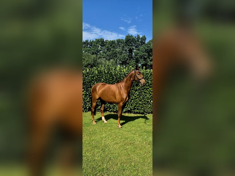 Oldenburgo Yegua 4 años 162 cm Alazán-tostado in Schmilau