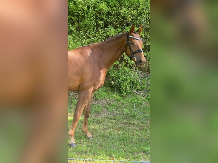 Oldenburgo Yegua 4 años 162 cm Alazán-tostado in Schmilau