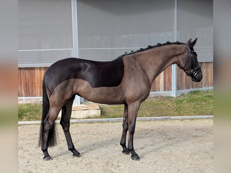 Oldenburgo Yegua 4 años 162 cm Negro in Westerkappeln