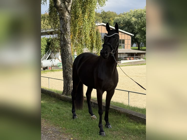 Oldenburgo Yegua 4 años 163 cm Negro in Bonefeld