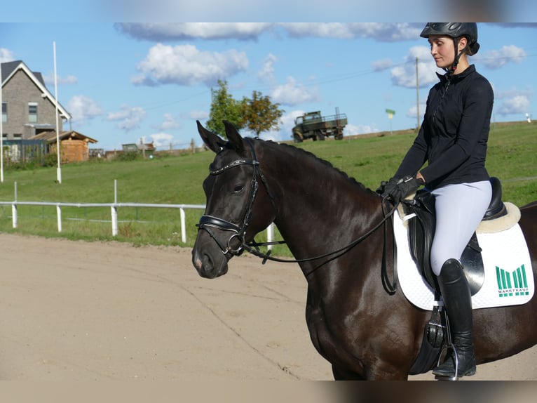 Oldenburgo Yegua 4 años 163 cm Negro in Ganschow