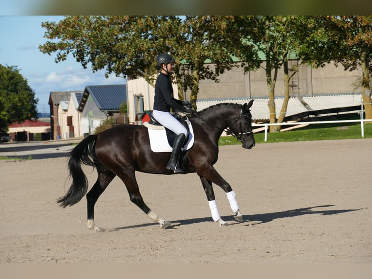 Oldenburgo Yegua 4 años 163 cm Negro in Ganschow