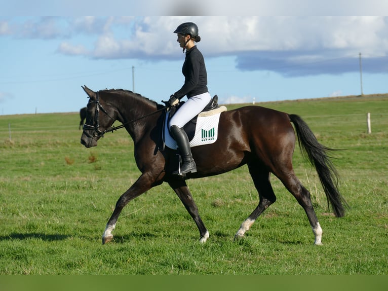 Oldenburgo Yegua 4 años 163 cm Negro in Ganschow